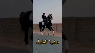 مشية الخيل خيل حصان فرس شيلات Horse Cheval السعودية مصر العراق الاردن الجزائر Shorts 