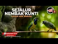Lagu 🔴 Live Masteran Tembakan Sejalur Kunti Versi Cucak Cungkok Gacor vs Srigunting Abu Abu Gacor