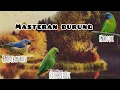 Lagu Masteran burung Rambatan Serindit Kinoi