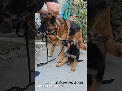 🤣Grandpa Raid is taking the German Shepherds for a walk. Odesa 2026.