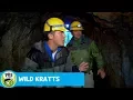 WILD KRATTS To the Bat Cave PBS KIDS