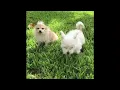 of adoptable pet named Trueheart