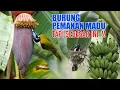 Download Lagu BURUNG ISAP MADU BERMUKA BIRU DARI BELANTARA PAPUA DI DALAM AVIARY BESAR 