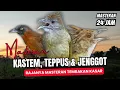 Download Lagu Masteran Tembakan Kasar Kombinasi Kapas Tembak, Teppus, Cucak Jenggot