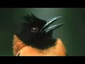 Masteran Kicau Burung Pitohui