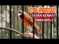 Download Lagu RED SISKIN GACOR ISIAN KENARI | NEMBAK RAPET
