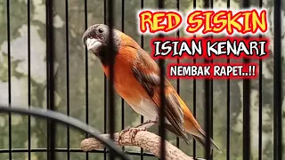 red siskin gacor isian kenari nembak rapet