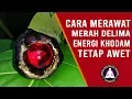 Download Lagu Cara Merawat Mustika Merah Delima Asli, Energi dan Khodam Tetap Awet