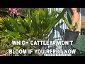 Download Lagu How to know when to repot a cattleya orchid