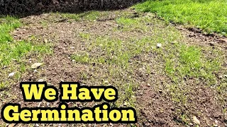 Cheap Walmart Expert Gardener Grass Seed Lawn Update