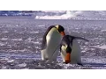 NOOT NOOT - Pingu in Real Life