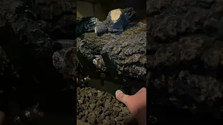 How To Light A Gas Log Fireplace Pleasant Hearth Vent Free Gas Log Set 