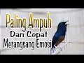 Download Lagu Ampuh. \u0026  Tercepat Merangsang. Emosi Lawan Bongkar Isian