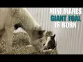 Mini Mare Foals GIANT Baby With Assistance