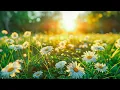 Download Lagu Gentle music, calms the nervous system and pleases soul- Healing music for heart \u0026 blood vessels #39