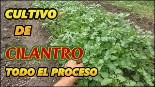 CULTIVO DE CILANTRO FÁCIL. PROCESO COMPLETO #cilantro