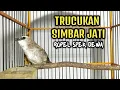 Download Lagu TRUCUKAN SIMBAR JATI‼️ROPEL SUPER PANJANG
