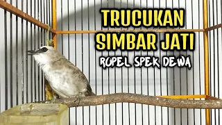 trucukan simbar jati ropel super panjang