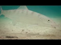 Itu s Bones Trailer - Fly fishing for Bonefish on Aitutaki
