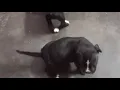 Pitbull Cane Corso mix puppies