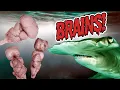 Zombie Researcher Shows Us Some Shark Brains