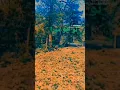 Download Lagu ja mohabbat tujhe alvida kr diya