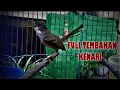 masteran Ciblek Mewah full isian kenari durasi 1jam nonstop