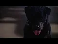 The Fly II 1989 - Dog Scene