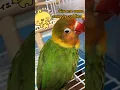 Download Lagu ✨Knuffelmodus: geactiveerd!✨ #PetComedy #FunnyParrot #CuddleAddict #FluffyVibes #PetLoversClub #ViralPets