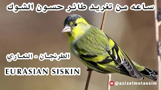 ساعه من تغريد طائر حسون الشوك الطرنجان النعاري Eurasian Siskin خالي من الأخطاء 