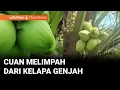 Download Lagu Warga Desa Muara Sungai, Pali Dapat Cuan Berlimpah dari Kelapa Genjah | Liputan 6 Palembang