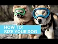 Dog Goggles - Video 5 of 4
