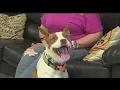 Fostering a pet can be challenging but this San Angelo woman found out it can also be rewarding