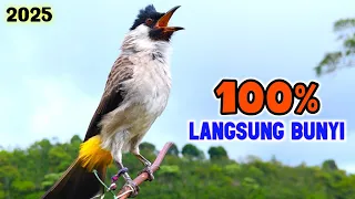 suara burung kutilang gacor super ribut 2025