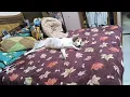 Dog occupies full bed to sleep 