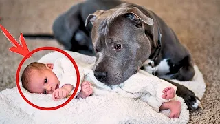 Dog Refuses To Let Baby Sleep Alone, Parents Find Out Why And Call The Police!