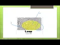 Fingerprints Pattern Ulnar and Radial Loop