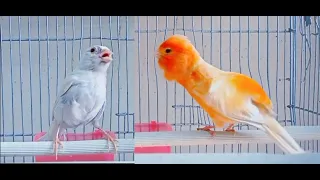 عندك ذكر كناري لا يغرد اسمعه هذا التغريد وشاهد بنفسك دندنها