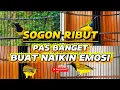 Lagu Ampuh ‼️ Sogon ribut pas banget buat naikin emosi dan birahi sogon lain di jamin !! #sogon  