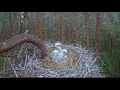 Lagu 2017/06/05 11h30m Karula Black Stork~Storklets were startled~