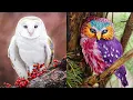 TOP 15 BEAUTIFUL Owl Species