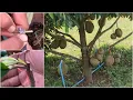Grafting durian growing from seed (mustang king durian )