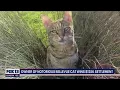 Owner of notorious Bellevue cat wins 125K settlement FOX 13 Seattle