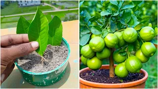 Lemon Tree from only Just Leaves! 🌿