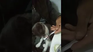 ما باعطي حب بس حب الحب 