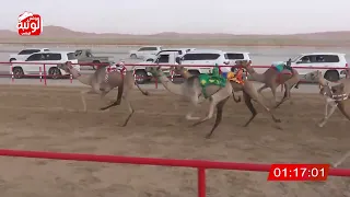 الشوط 18 الشاهينيه لـ محمد حمد راعي قحير الدرعي 2 09 88 شارة الصندوق 2024 08 18 فطامين الرقيعات 