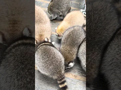Linh Nhi cho Gấu Mèo ăn 🐻🥰 có Anh Củ Cải đi cùng