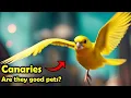 Download Lagu Canaries as Pets: The Pros and Cons of Keeping a Canary as Pet!