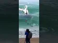 Download Lagu AMAZING! WHale LOOKING AT BEACH VISITORS #shark #amazing