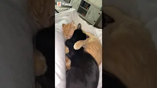 على عيني اشوفك جاية قدامى وابص بعيد احمد كامل 